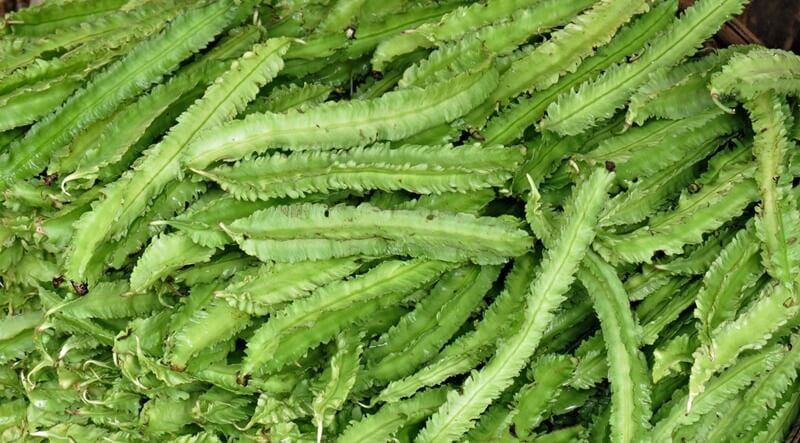 Đậu rồng được đánh giá cao nhờ giá trị dinh dưỡng phong phú và nhiều lợi ích đối với sức khỏe