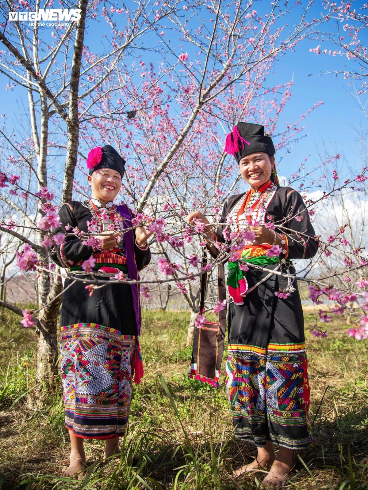 "“Cherry blossoms are not only beautiful flowers but also help showcase a peaceful and open Dien Bien, ready to welcome friends,” says a resident of Muong Phang commune.