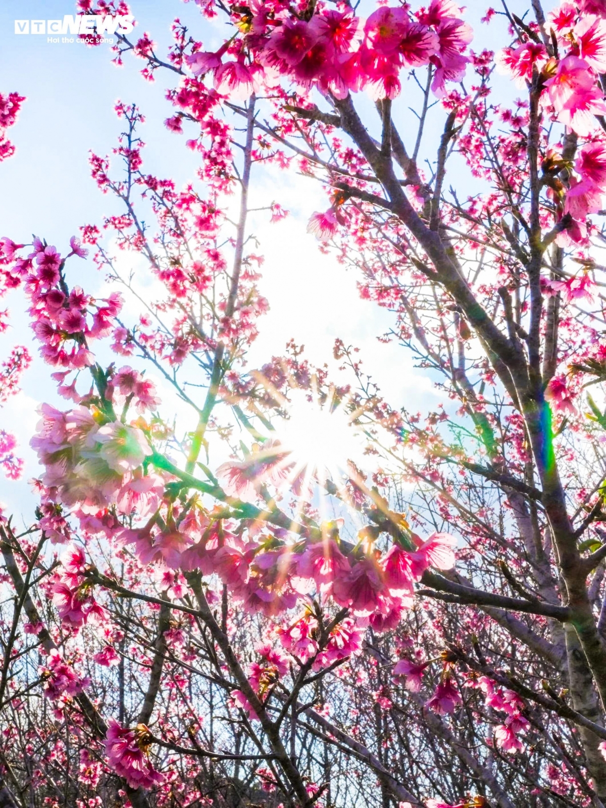 For many years, Dien Bien province has held a Cherry Blossom Festival alongside traditional cultural activities of ethnic minorities in the northwest. Visitors not only admire the flowers but also sample local cuisine, enjoy folk art performances and experience the region’s peaceful pace of life.