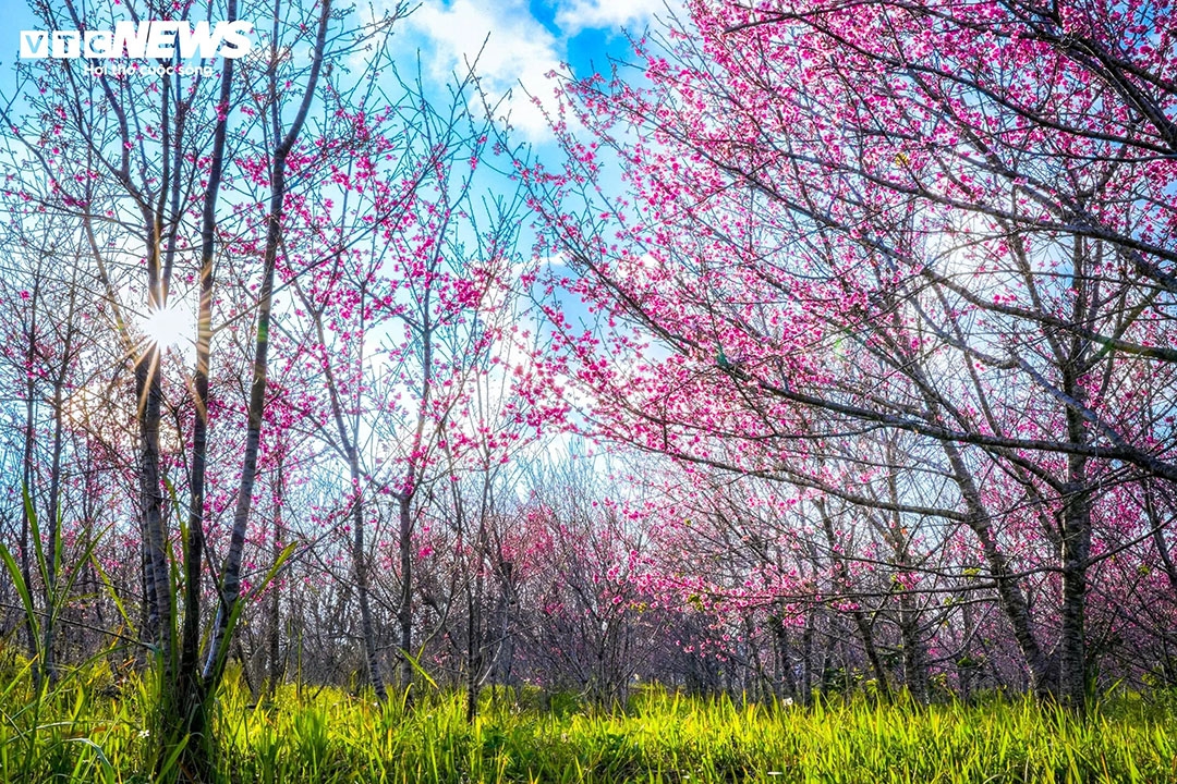 Located in the heart of Pa Khoang reservoir in Muong Phang commune, about 20km from the centre of Dien Bien, the cherry blossom island becomes a tourist attraction every Tet (Lunar New Year) holiday as spring arrives.