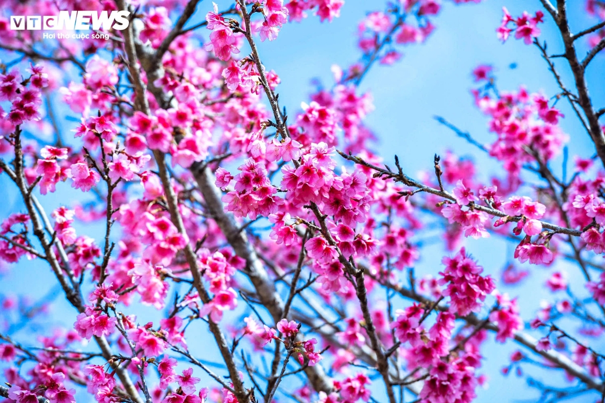In January, the pink blossoms of cherry trees cover the landscape, creating a poetic tableau nestled among the mountains of the northeastern region.