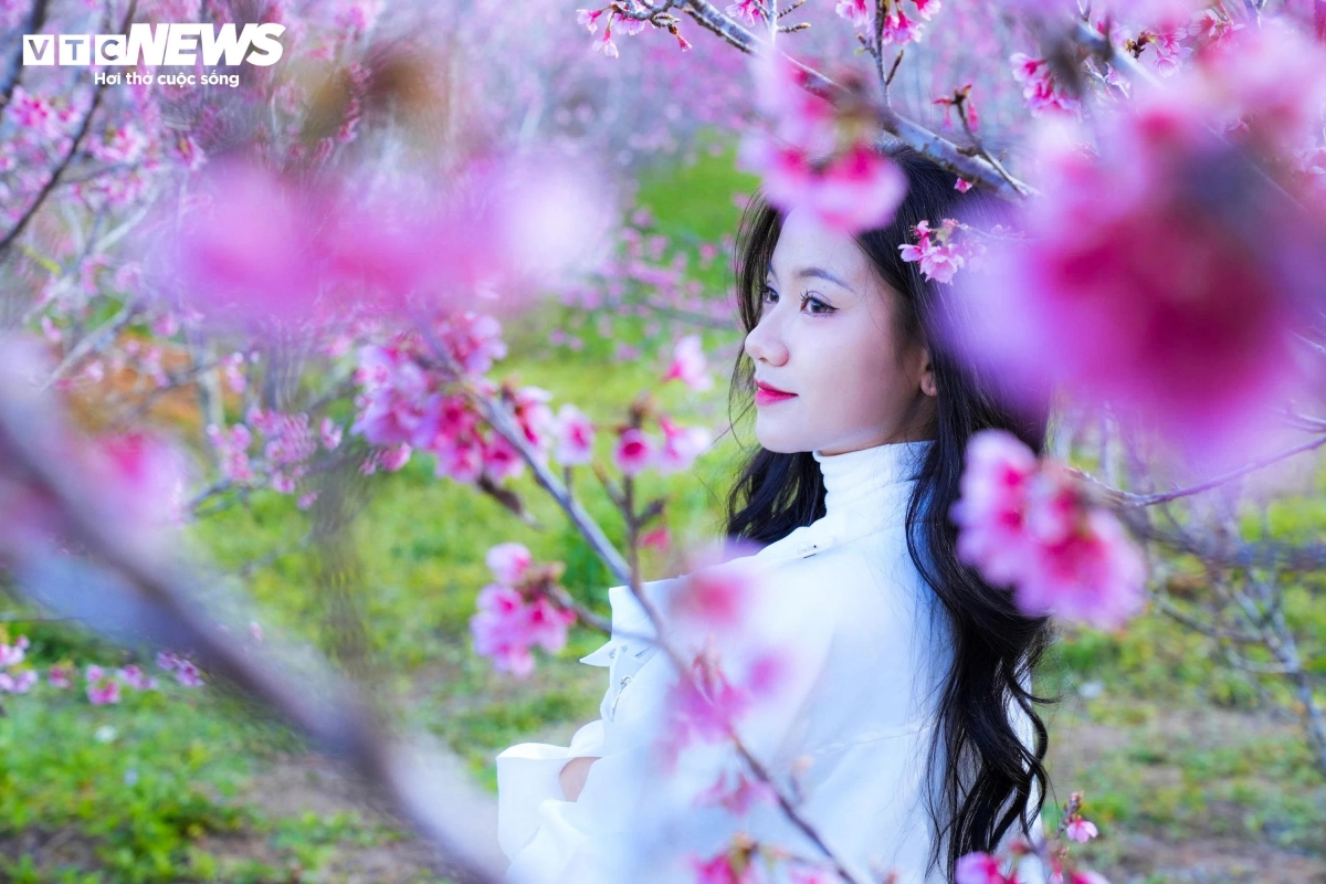 Locals say that the cherry blossoms at Pa Khoang Lake usually bloom early, signaling the arrival of spring earlier than in many other areas of the province. "Seeing the cherry blossoms bloom means Tet is drawing near. Whenever we see the flowers in bloom, everyone feels the spring festive atmosphere," says Lo Van Khanh, a resident of Muong Phang commune.