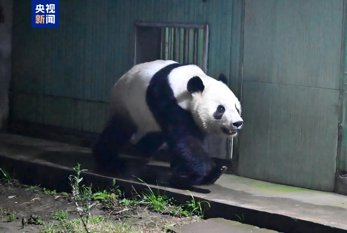 Gấu trúc Hiểu Hiểu tại cơ sở Nhã An của Trung tâm Bảo vệ và Nghiên cứu gấu trúc khổng lồ Trung Quốc ngày 28/01. Ảnh: CCTV