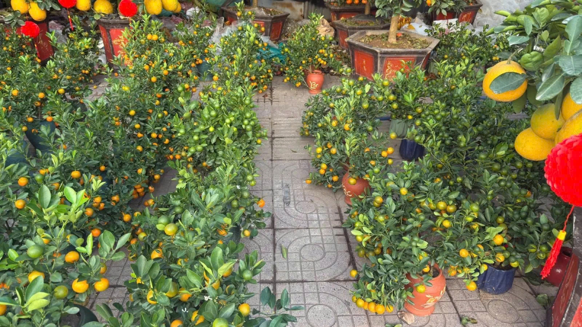 Những cây quất kích cỡ nhỏ, vừa có giá từ 500.000 đồng - 1 triệu đồng/cây cũng được bày bán số lượng lớn. Theo khảo sát, cùng loại này ở ngoài Hà Nội, Hưng Yên, hiện đang bán khoảng 300 đến 500 nghìn đồng 1 cây. 