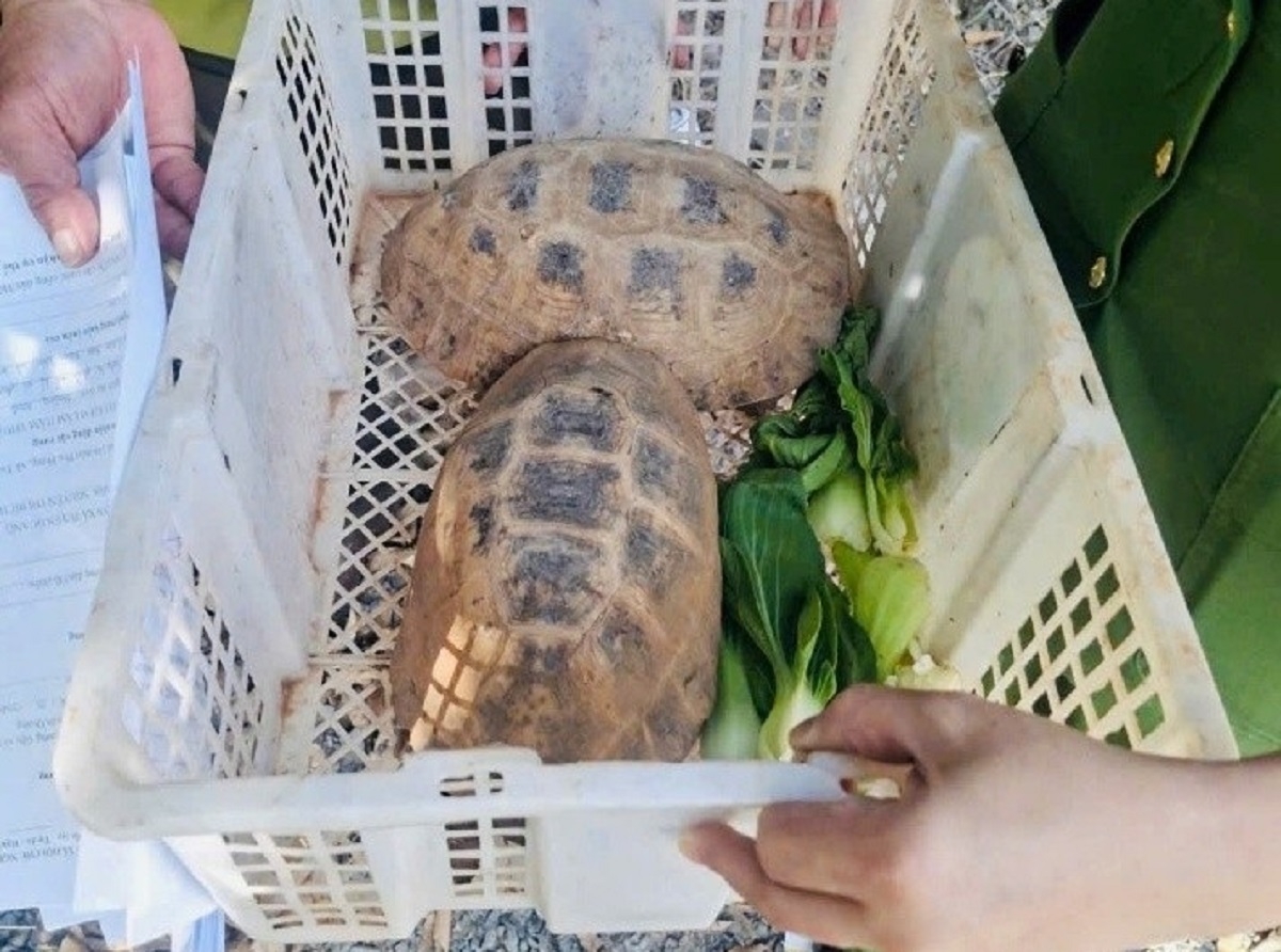 Hai cá thể rùa núi vàng lực lượng chức năng thu giữ. Ảnh: CALĐ