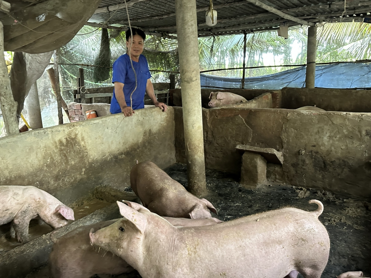 Mô hình trao sinh kế bằng heo giống được địa phương phối hợp triển khai cho hộ nghèo và cận nghèo từ năm 2024 đến nay