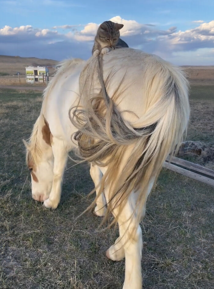 Mèo Tony Stark và chú ngựa Thorn. Ảnh: Tiktok