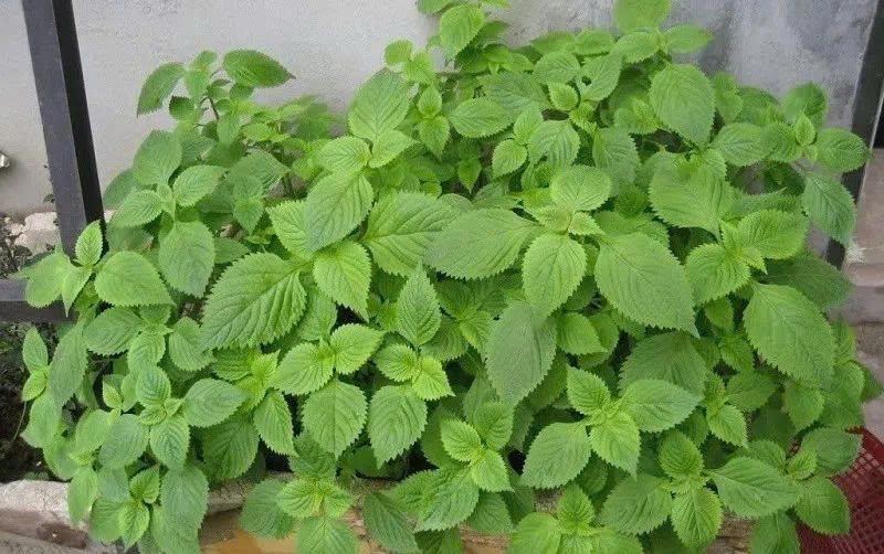 Kinh giới không chỉ góp phần tạo hương vị cho món ăn, kinh giới còn được xem là một thảo dược tự nhiên quý