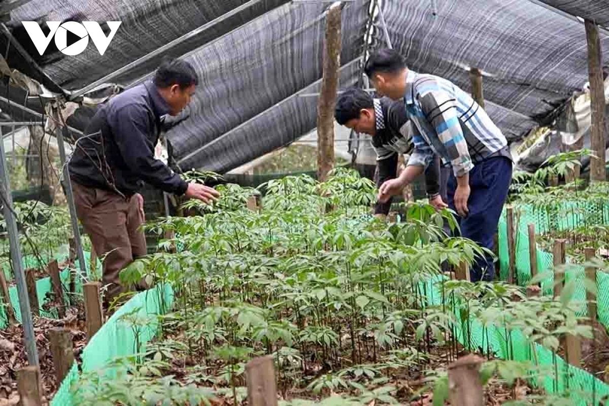 Nhiều tổ hợp tác, hợp tác xã phát triển dược liệu tại Khun Há đã được hình thành tạo việc làm và thu nhập ổn định cho người dân