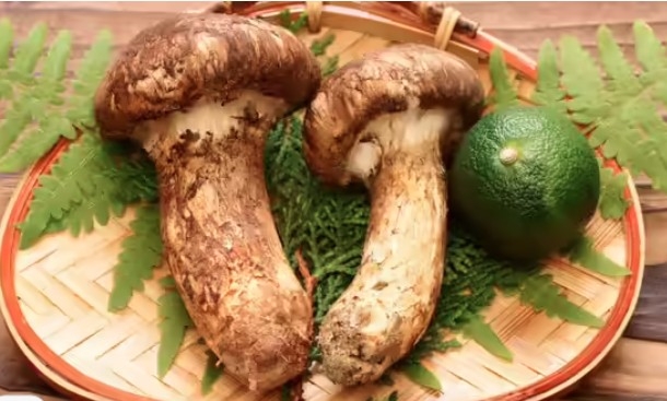 Nấm Matsutake được đánh giá rất cao bởi nó có hương thơm đậm đà, kết cấu chắc chắn và ý nghĩa văn hóa trong ẩm thực Nhật Bản. Loại nấm này vô cùng quý hiếm do không thể trồng trọt và sự suy giảm môi trường sống tự nhiên.