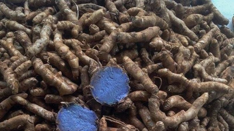 Sử dụng nghệ đen đúng cách sẽ giúp phát huy tối đa lợi ích cho sức khỏe