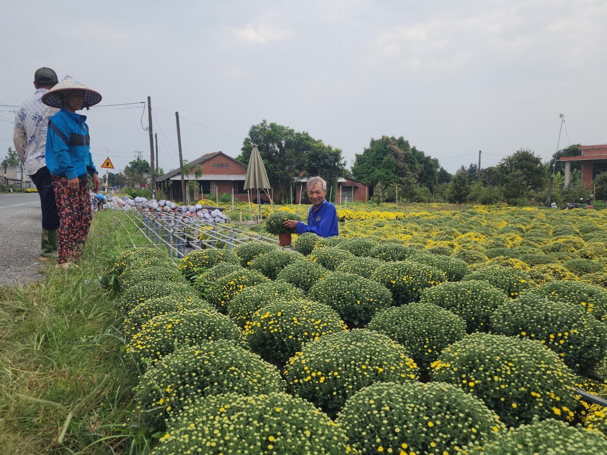 Nhiều diện tích ha Cúc Mâm xôi tại xã Chợ Lách và phường Sa Đéc nở  trước Tết
