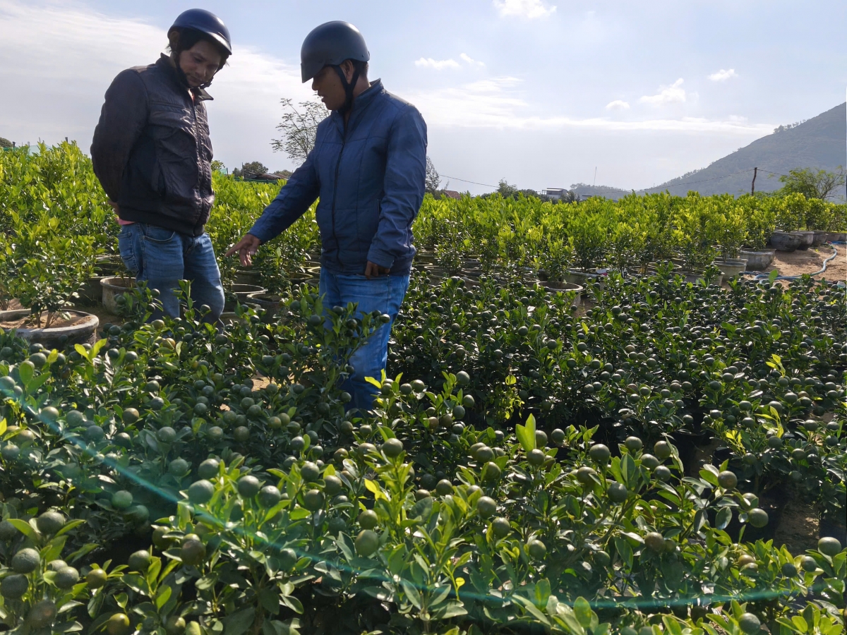 Nhiều thương lái đã tới các vườn hoa, quất để chốt giá