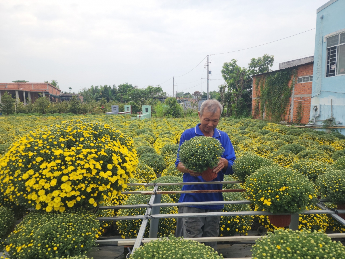 Nhiều diện tích cúc mâm xôi tại xã Chợ Lách nở sớm