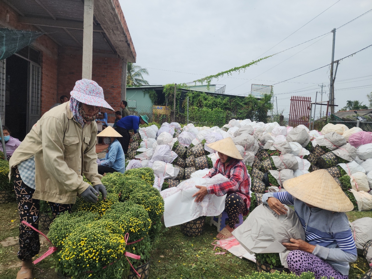 Nông dân bán "chạy" các chậu hoa nở sớm để giảm thất thu