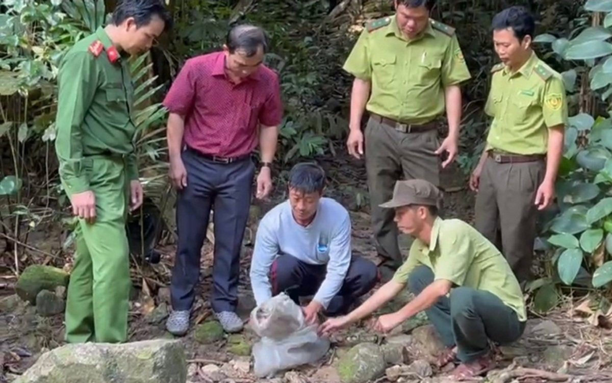 Cá thể khỉ được trả về rừng tại tiểu khu 421B, thuộc Ban Quản lý rừng phòng hộ Đức Linh. Ảnh: CALĐ