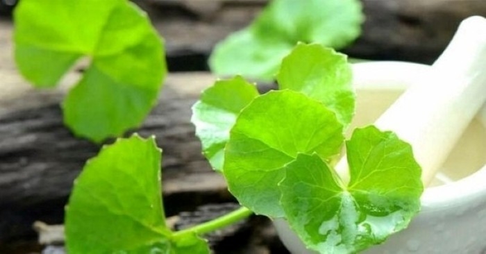 Rau má có nhiều ở Việt Nam lại có nhiều lợi ích cho sức khỏe. (Ảnh: VietNamNet)