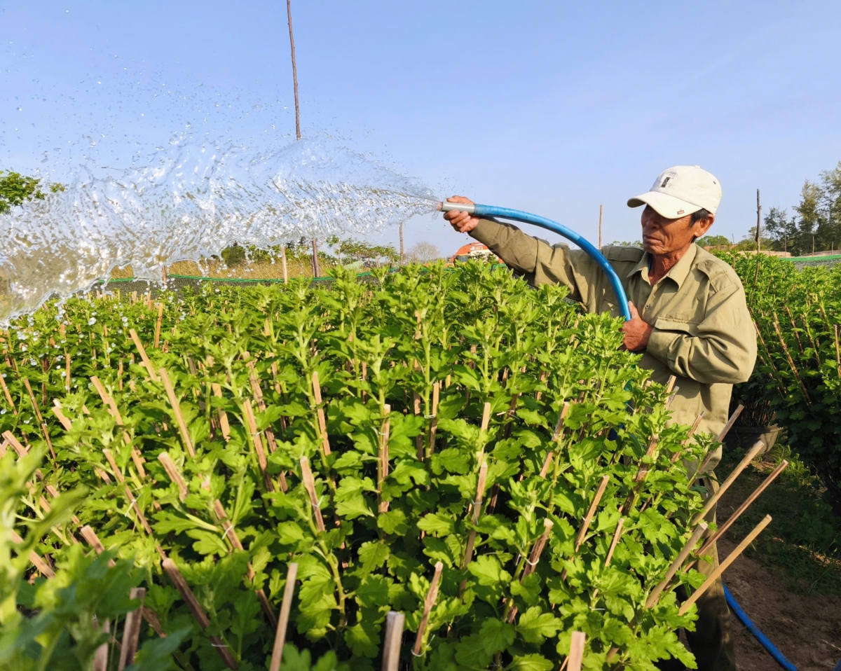 Sau đợt bão, lũ, công việc chăm sóc cây hoa vất vả hơn vì phải bổ sung thêm phân, nhân công để giúp cây sớm phục hồi