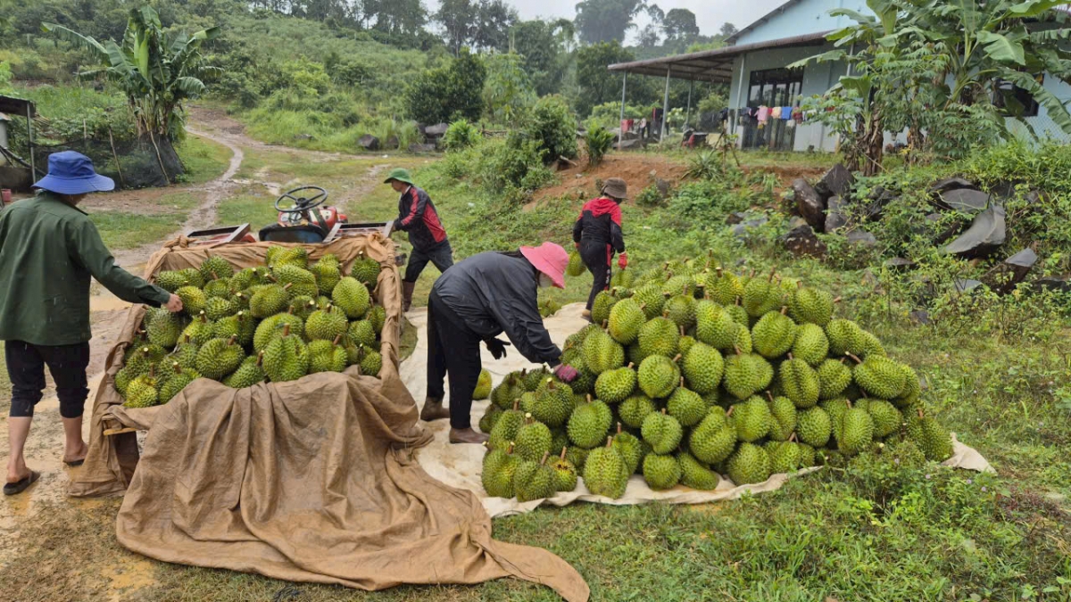 Lâm Đồng, Đắk Lắc và Đồng Tháp dẫn đầu diện tích cây sầu riêng của cả nước
