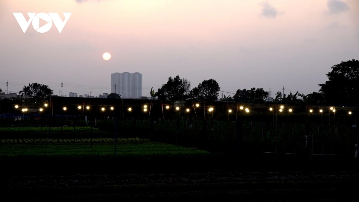 At night, the flower fields are brightly lit, an important cultivation technique that accelerates growth and enhances nutrient content, contributing to better-quality flowers.