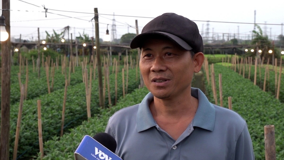 Nguyen Thien Tan, a local villager, says keeping the lights on throughout the night is a technique used to ensure flowers bloom right in time for the Tet holiday, while also improving their size and overall quality.