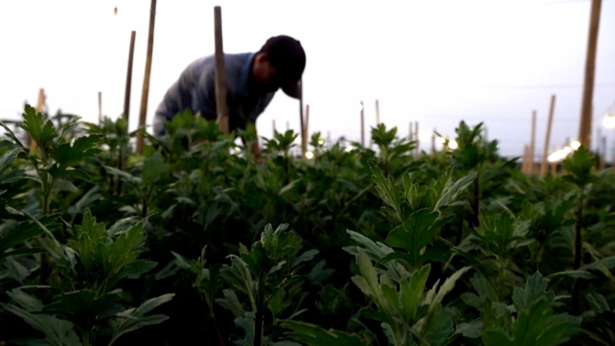 Tan says that severe flooding had disrupted production, leaving many flowers unable to bloom in time for Tet. As a result, growers are keeping the lights on overnight to nurture a new crop, which is expected to flower after the Lunar New Year.