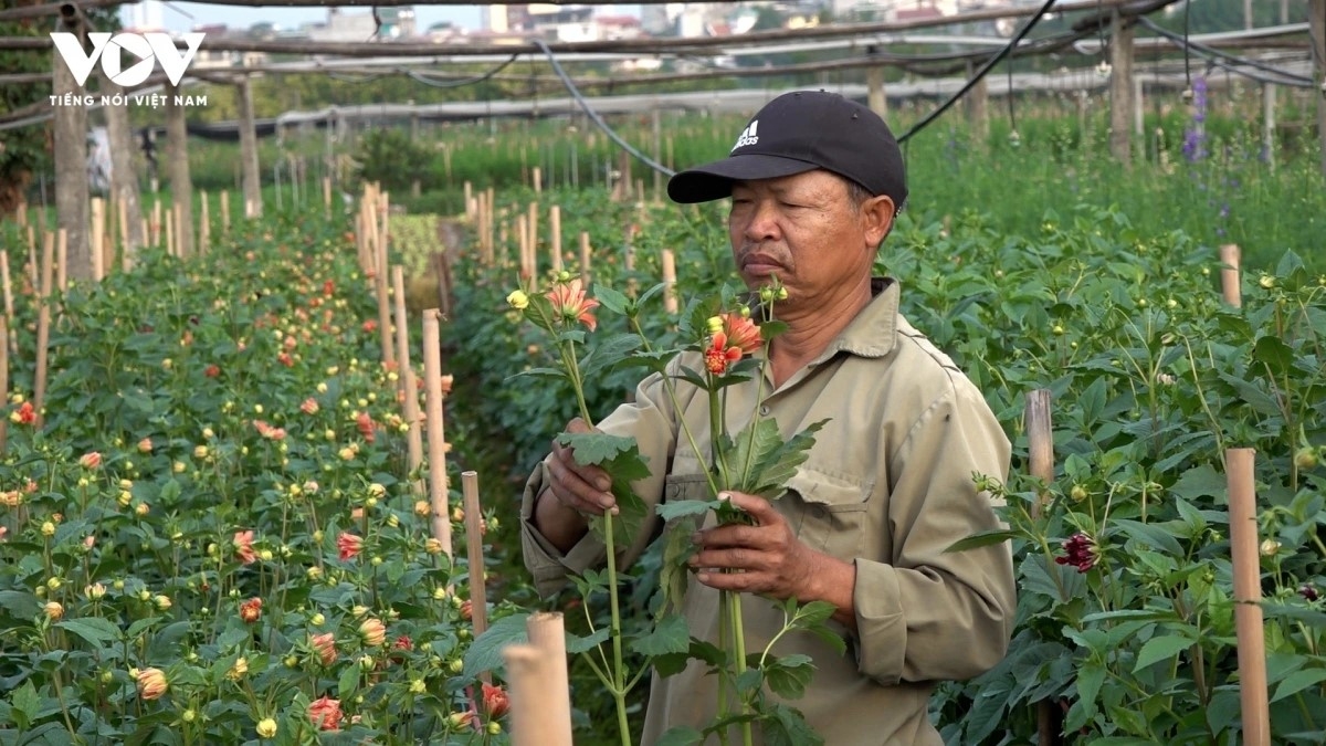 For many years, flower cultivation has provided additional income, helping local farmers significantly improve their living standards.