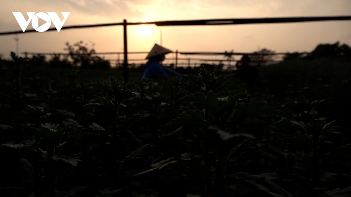Flowers are carefully handled through days and nights in order to ensure that they bloom beautifully just in time for Tet.