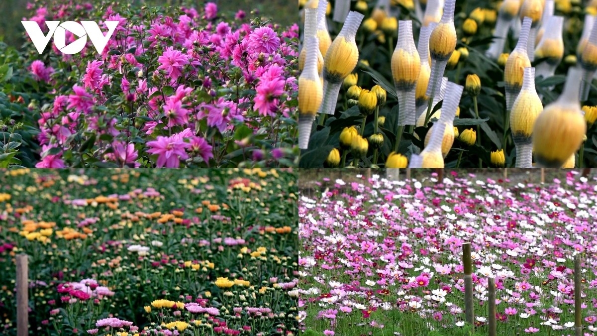 Chrysanthemums are among the most popular flowers grown in Tay Tuu village.