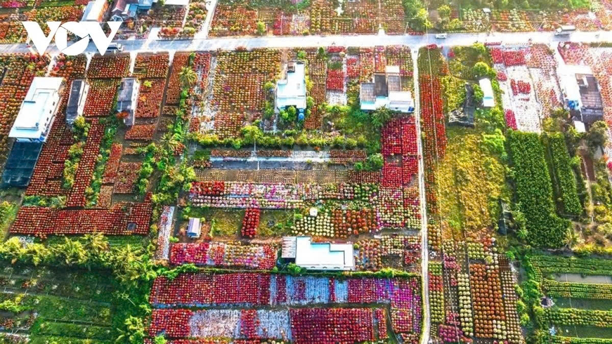Aerial view of the bougainvillea village in Vinh Thanh Commune, Vinh Long Province, known as the Mekong Delta’s “bougainvillea kingdom”, in the days leading up to Tet.