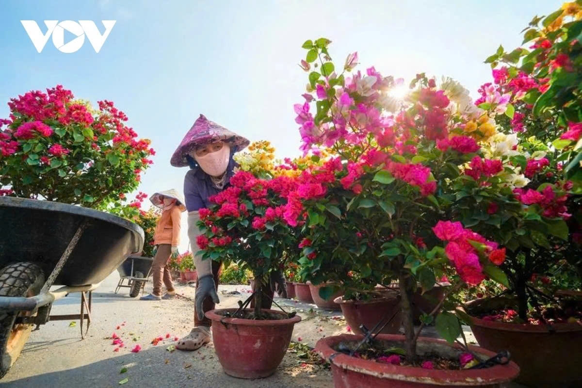 Nguyen Thi Hien, a bougainvillea grower with more than 15 years of experience in Phu Son, says this year’s plants feature a wider range of colours and designs, including newly bred variegated-leaf varieties, with sizes tailored to different market segments.