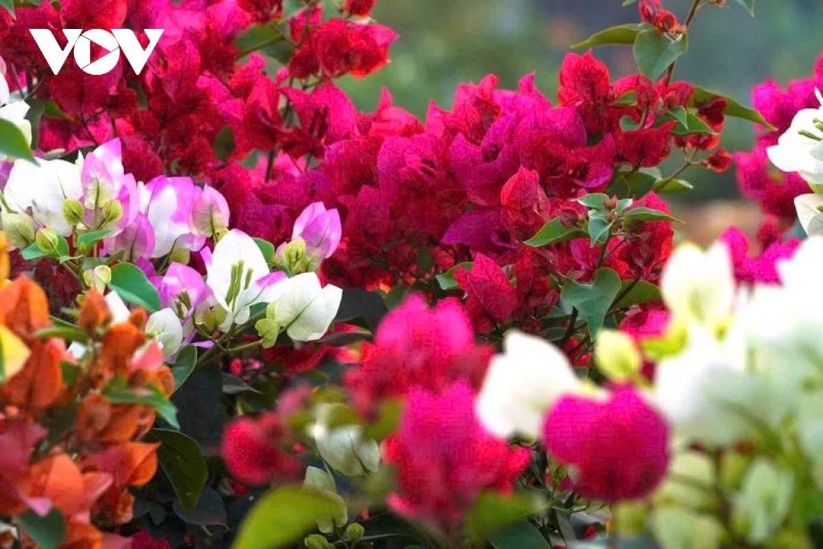 Local growers successfully graft multi-coloured bougainvillea, with three, four or even five colours on a single plant, now selling for between VND150,000 and VND500,000 per pot depending on the variety.