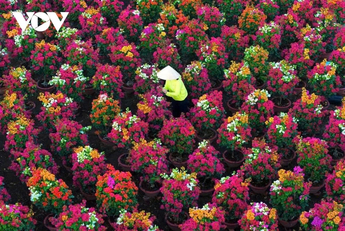 A key advantage of Phu Son bougainvillea is its durability, with the plants able to tolerate salinity levels of up to 3%, giving them an edge over many other Tet flowers.