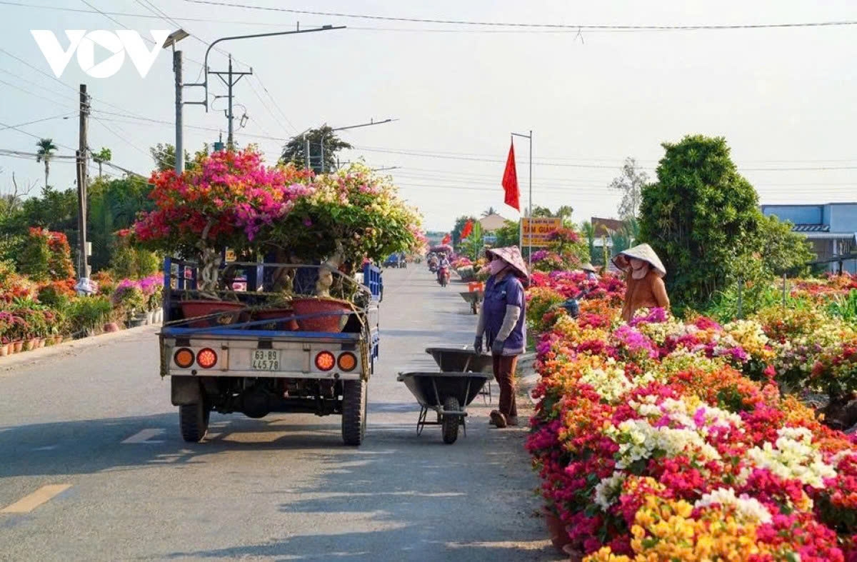 Transport trucks from Ho Chi Minh City and southeastern provinces line up at Phu Son flower village to purchase and consign bougainvillea in the early days of the twelfth lunar month.