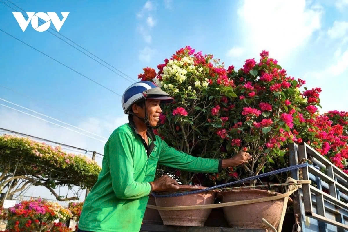 Demand is expected to pick up over the next two weeks as spring flower markets in Ho Chi Minh City and the southeastern region officially open.