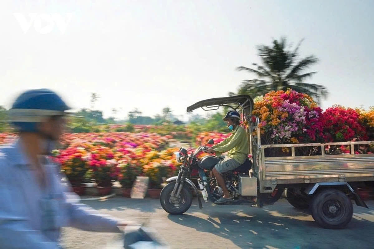 The Phu Son bougainvillea village brand is expected to gain wider international recognition, helping establish a clear identity on Vietnam’s agricultural map and enabling deeper access to modern distribution channels and the global market.