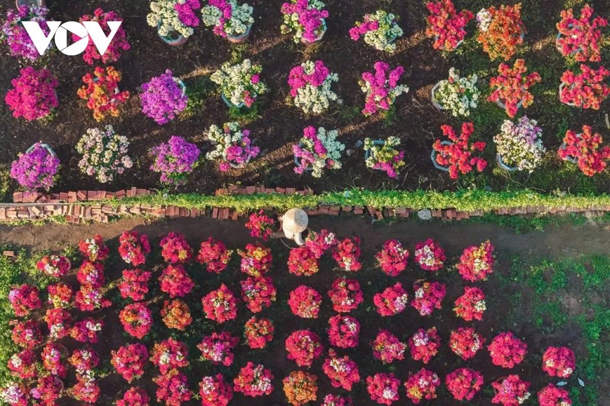 With supply well prepared, Phu Son’s bougainvillea growers are ready for the peak trading season of the year.