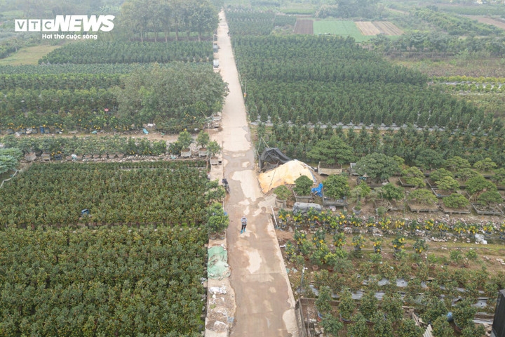 With just one month to go until Tet, customers visiting a garden in Van Giang commune, Hung Yen province can experience the lively working atmosphere of farmers and the bustling trading activity.