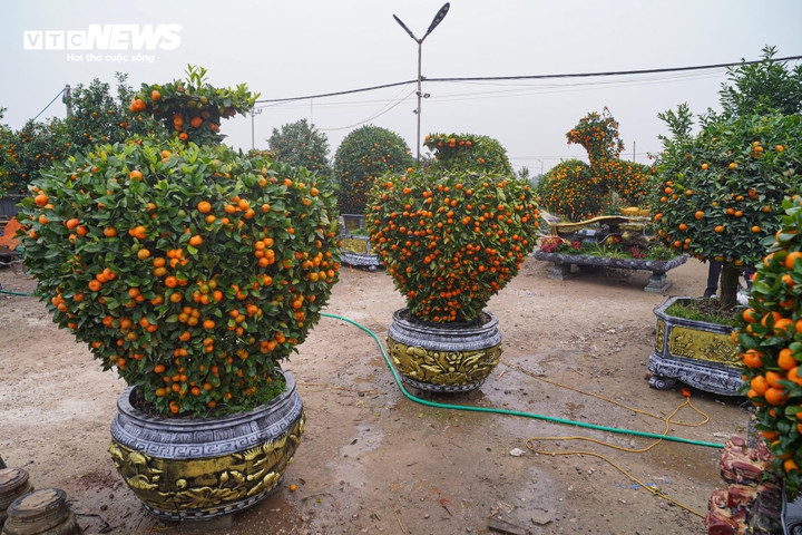 Many kumquat trees symbolising good fortune and prosperity are ready to serve the Tet market.