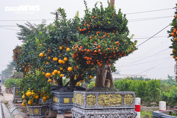 New giant potted kumquat trees are expected to generate high incomes for gardeners this year.