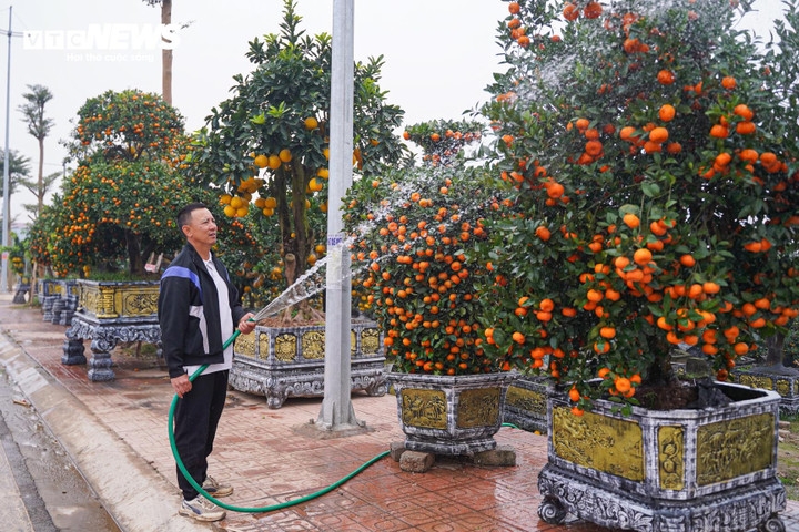 Manh Thuy, a local gardener, says most of the ornamental trees have already been pre-ordered by customers, while some high-value trees are reserved for display during Tet.