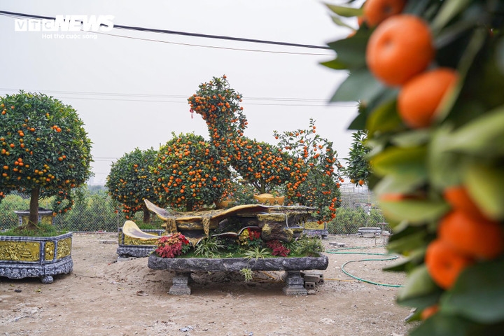 As part of a long-standing tradition, Vietnamese people buy ornamental plants to decorate their homes during Tet, expressing wishes for good luck, happiness and prosperity in the new year. Among them, unique horse-shaped kumquat trees have proved hugely attractive to customers this year.