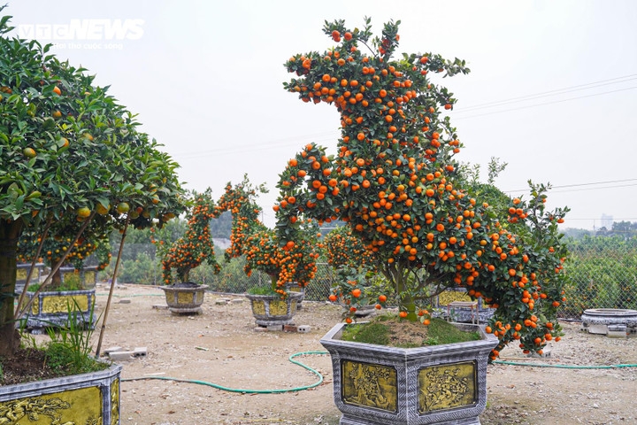 A gardener says it takes a great deal of time to create a bonsai tree with a unique shape to mark the Lunar Year of the Horse.