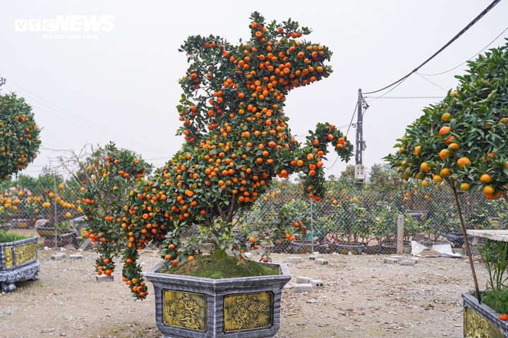 Each horse-shaped kumquat tree standing about three metres tall costs around VND30 million, while smaller ones are priced at VND25–28 million each.