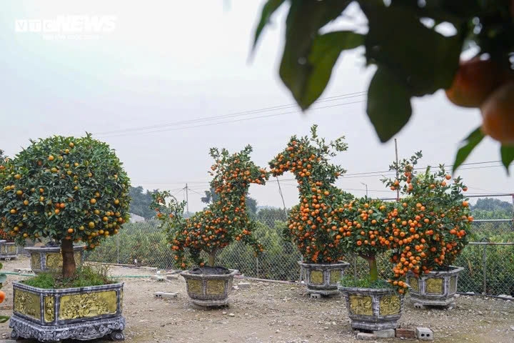 Horse-shaped kumquat trees are in high demand as they symbolise strength, perseverance, loyalty and a spirit of progress. In feng shui, the horse is believed to bring good fortune and success in work and life.