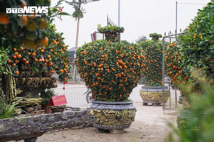 Apart from horse-shaped kumquat trees, growers also prune them into eye-catching shapes such as vases and gold bullions.