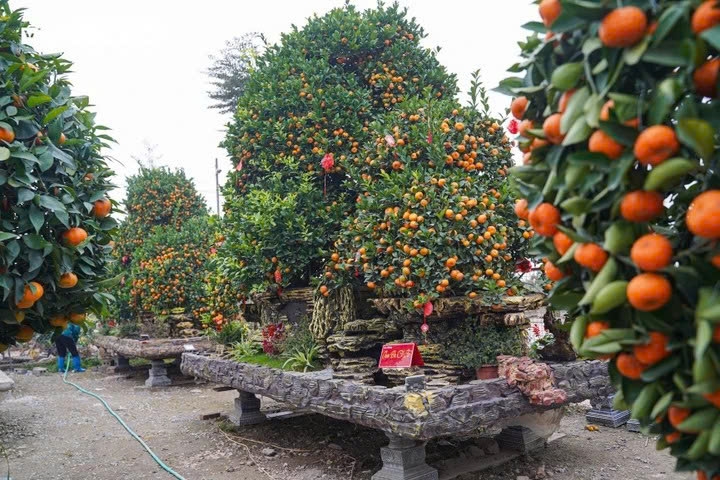 These bonsai kumquat trees named Tam Da Co Tu and Song Tu Bai Mau, measuring over 4 meters in length and approximately 3.5 meters in height, is worth VND150 million each tree.