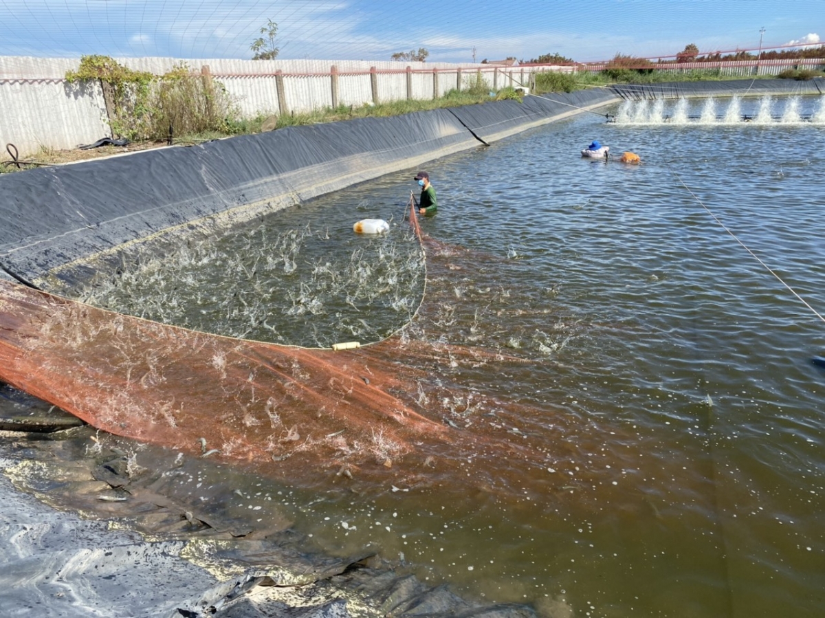 Ngành thủy sản của tỉnh Đồng Tháp đạt giá trị cao do mở rộng thị trường xuất khẩu