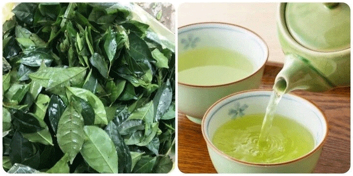 Lá trà xanh có nhiều lợi ích cho sức khỏe
