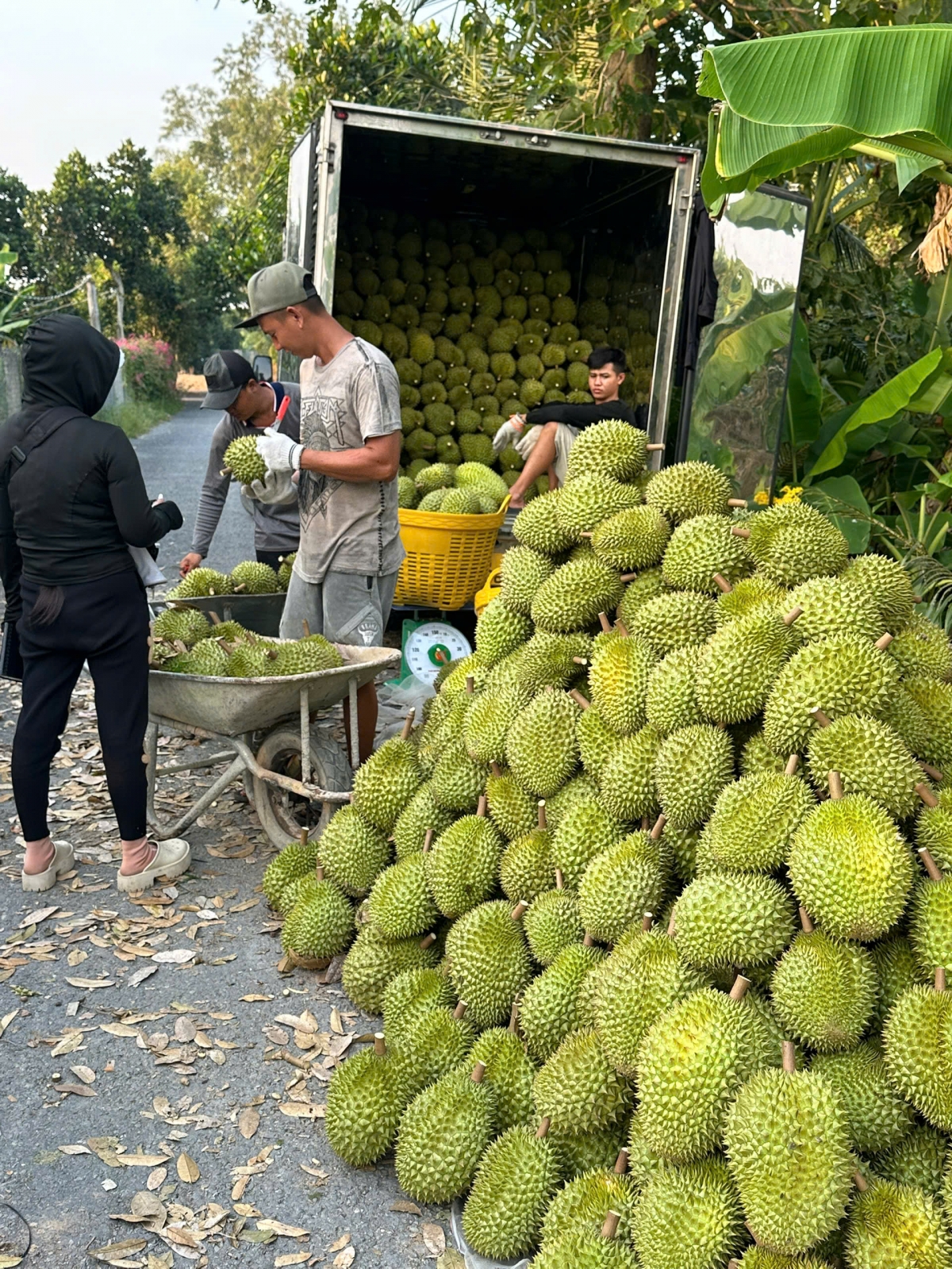 Trái sầu riêng xuất khẩu mạnh sang thị trường Trung quốc giúp nhà vườn tỉnh Đồng Tháp có nguồn thu nhập cao